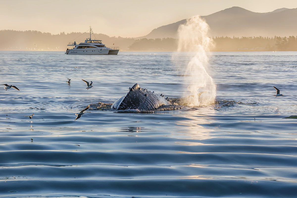 Whale & Dolphin Watching Catamaran Cruise from Long Beach