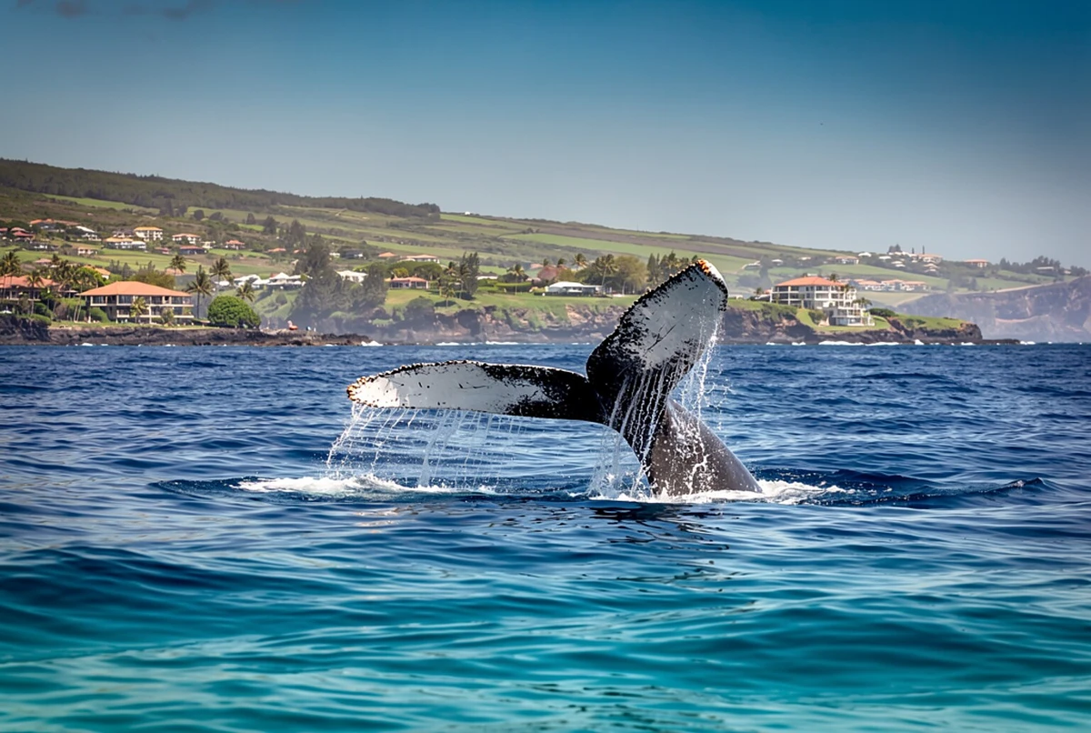 Kona Whale Watching Cruise Big Island