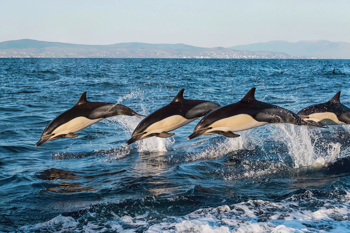 Reykjavik Whale Watching Cruise