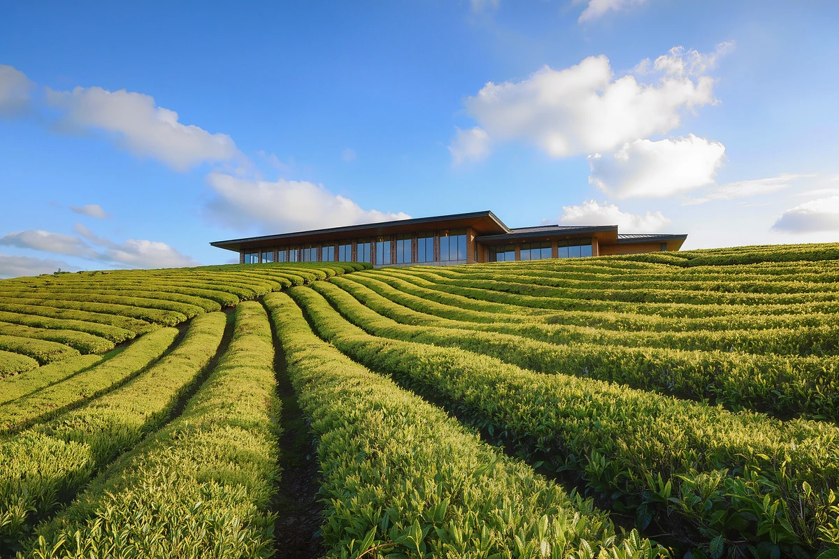 Jeju Southwest Day Tour Hallasan Lava Cliff and Green Tea Museum
