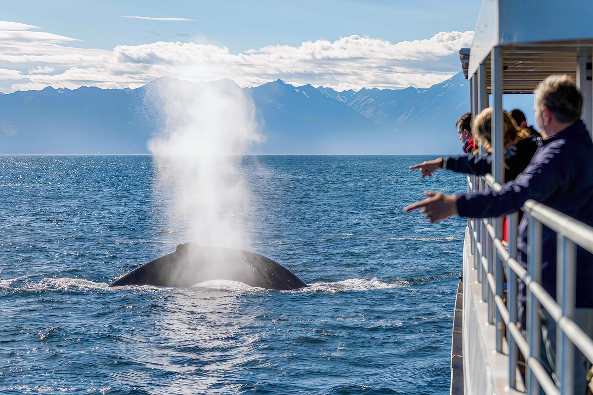 Reykjavik Whale Watching Cruise