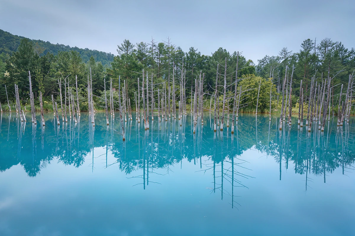 Biei & Furano Flower Fields and Blue Pond Day Tour from Sapporo