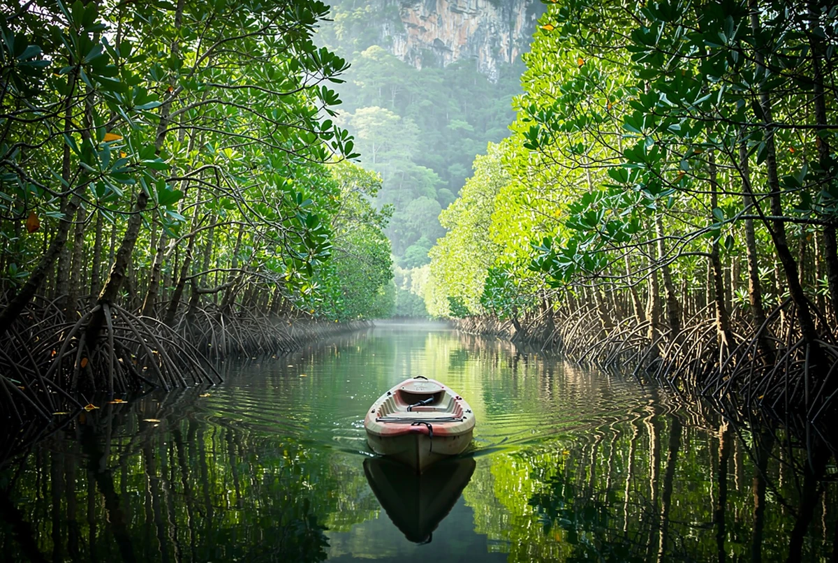 Kayak Adventure through Ao Thalane Mangrove Forest Krabi
