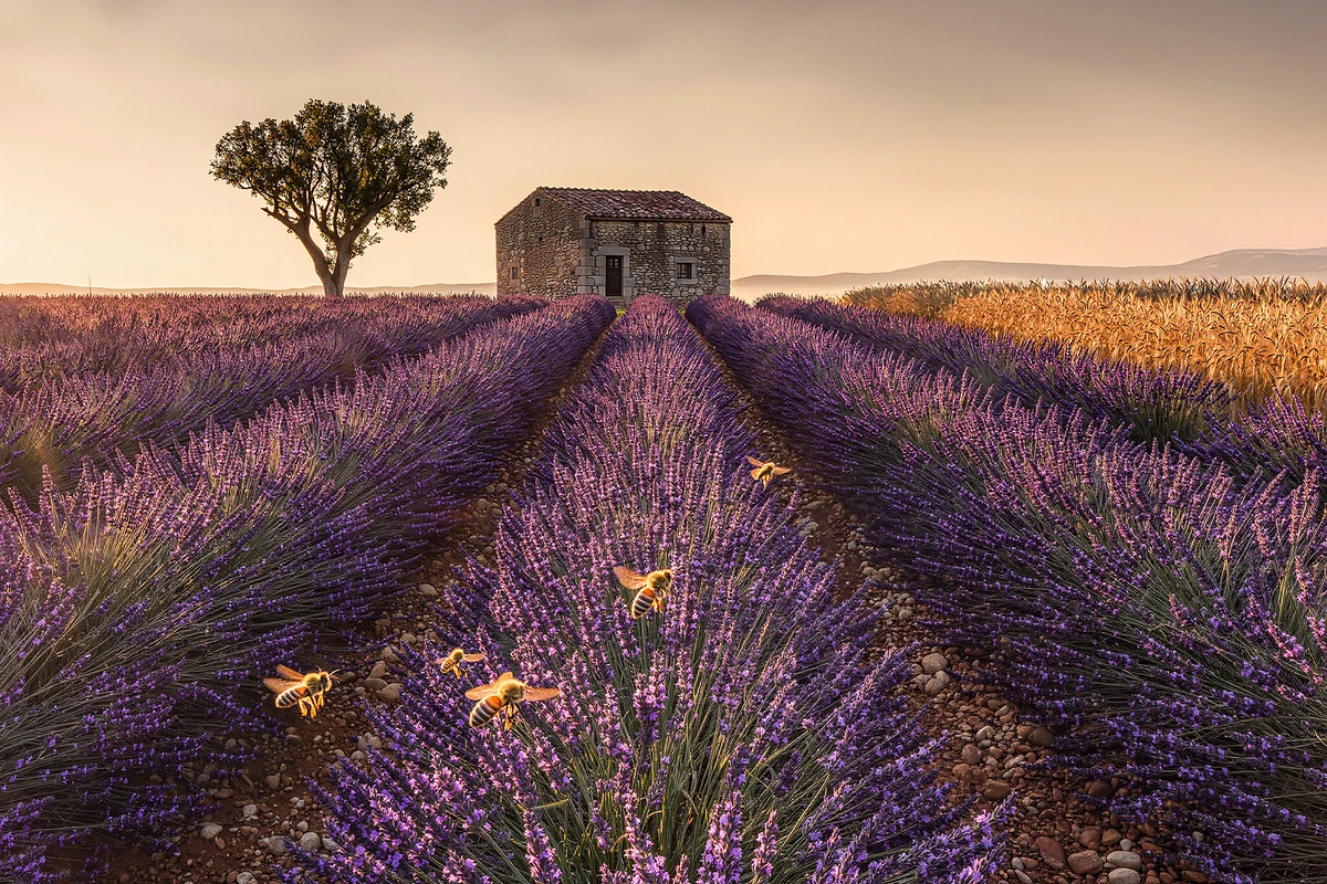 Verdon Gorge & Lavender Fields Day Tour from Nice