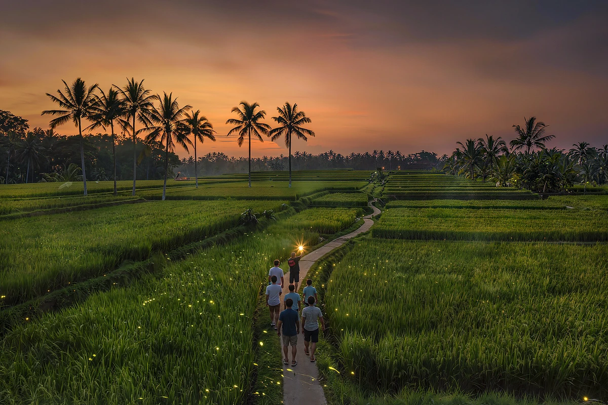 Taro Village Evening Firefly & Rice Field Tour from Ubud