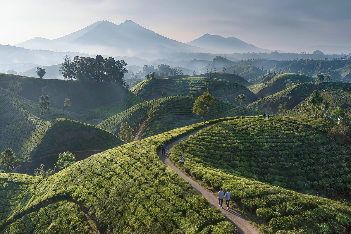 Tangkuban Perahu Volcano, Tea Plantations & Hot Springs Day Trip from Jakarta