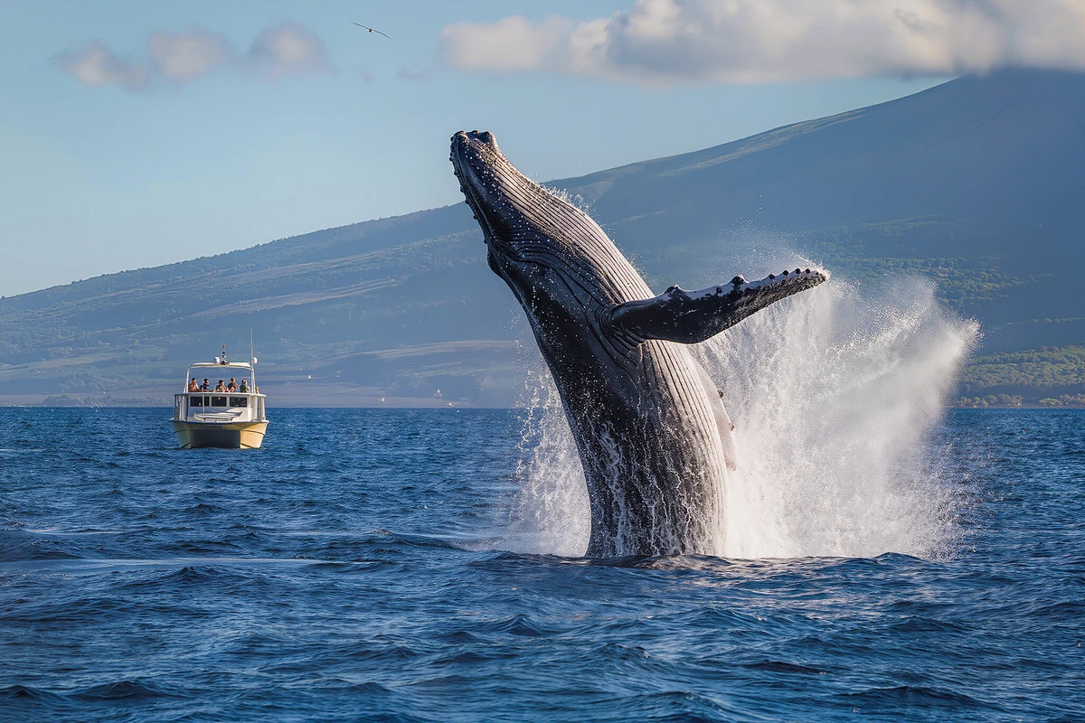 Kona Whale Watching Cruise Big Island