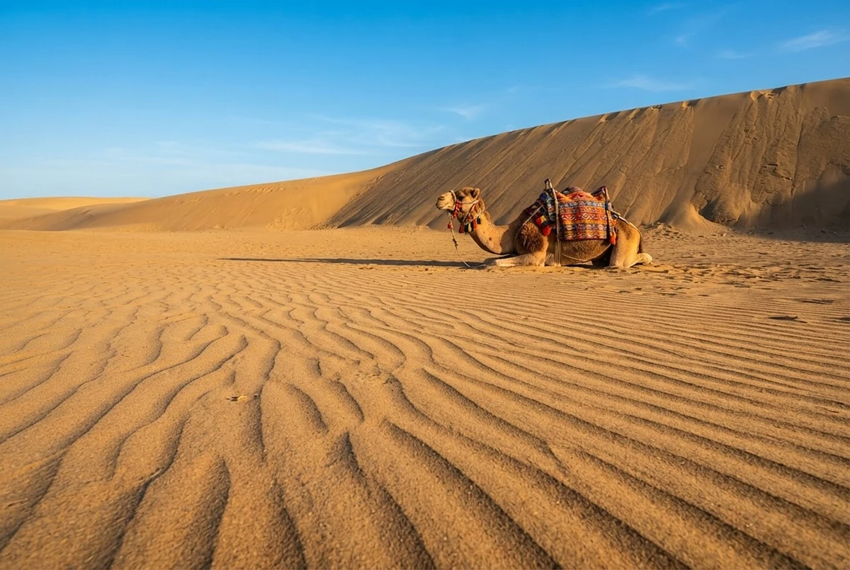 Maspalomas Dunes Guided Camel Ride Gran Canaria