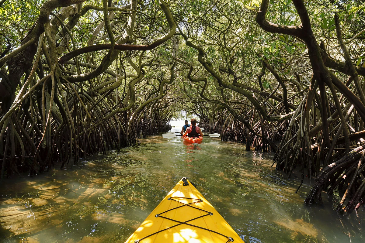 2-Hour Guided Mangrove Kayak Tour Key West
