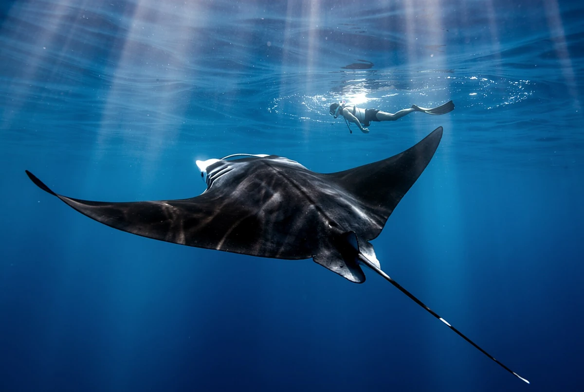 Nusa Penida Manta Snorkeling & West Island Day Trip from Bali