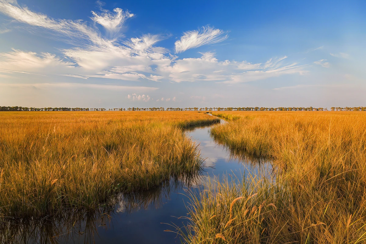 High Speed Airboat Swamp Ride New Orleans