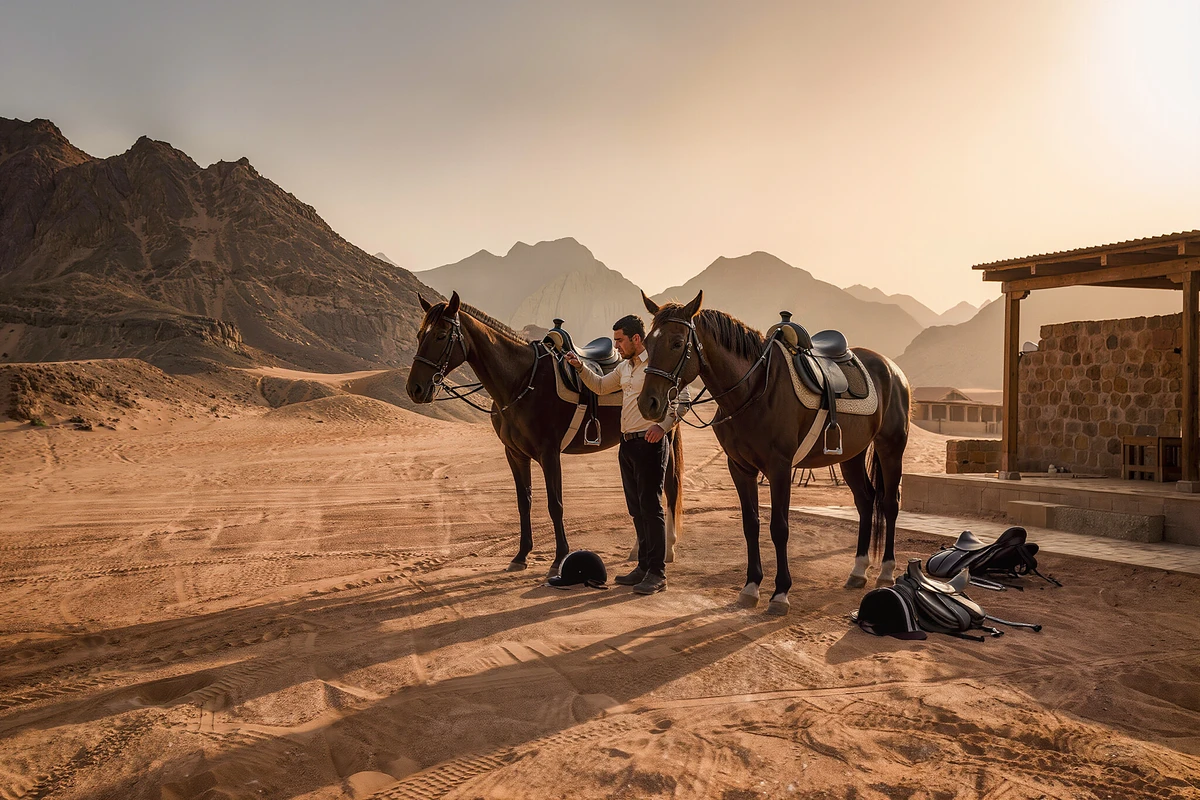 Desert and Sea Horse Riding with Swimming Option Hurghada