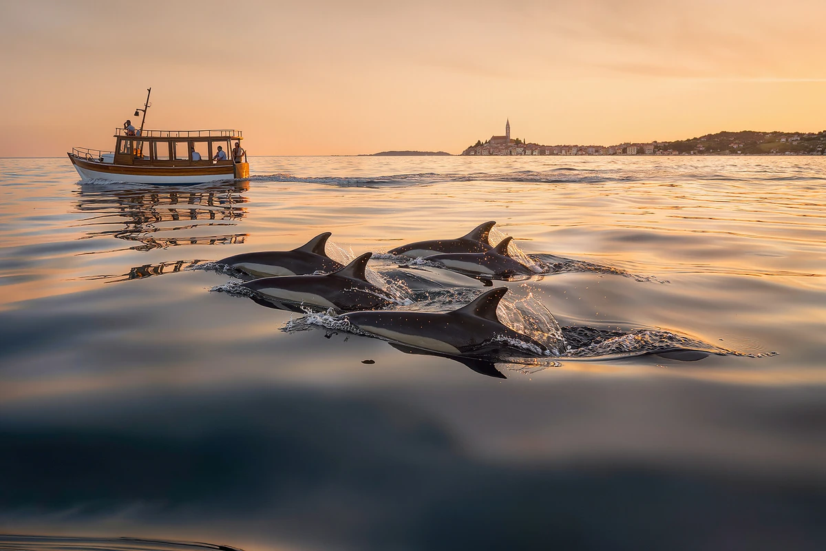 Evening Dolphin Watching Boat Trip Porec