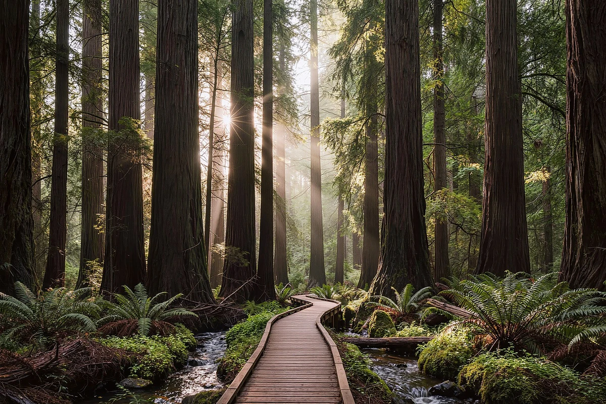 San Francisco Airport to Muir Woods