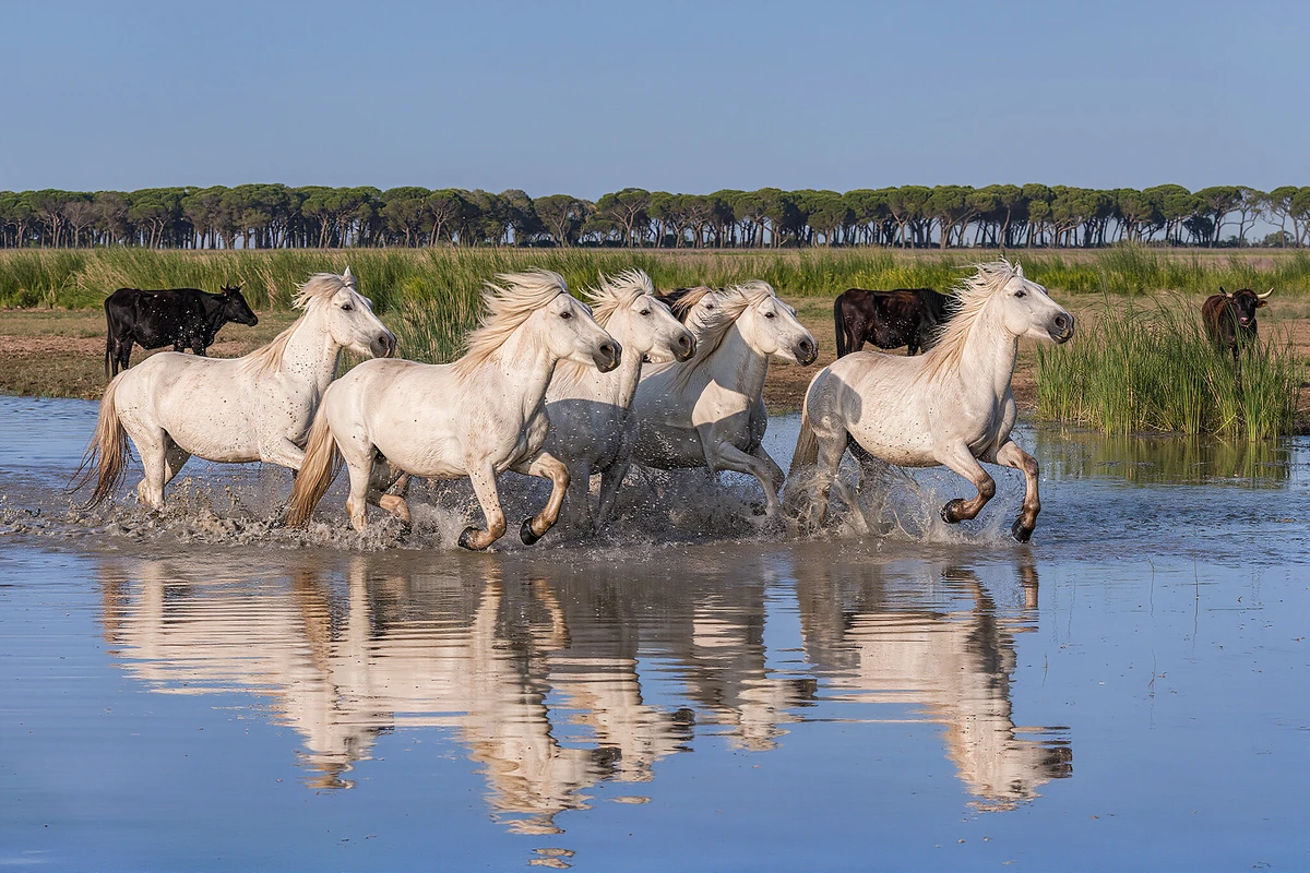 Camargue Half-Day 4x4 Safari from Arles