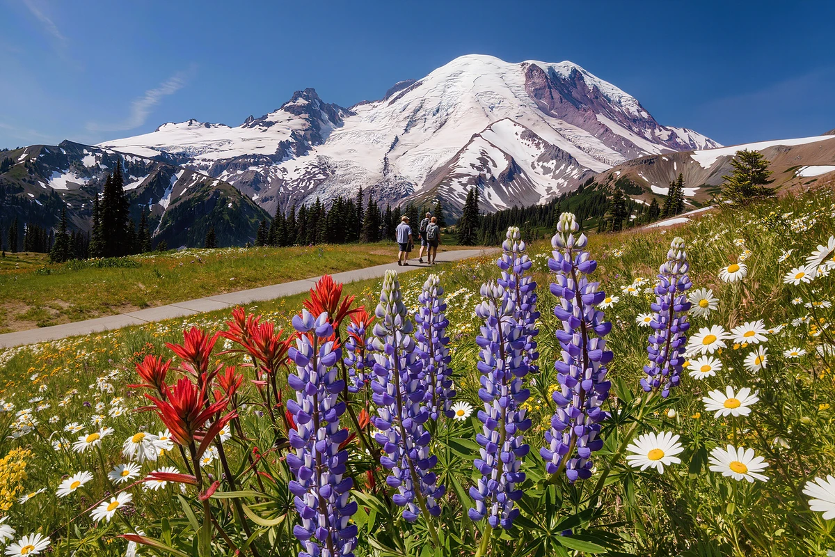 Mount Rainier National Park Guided Day Tour from Seattle