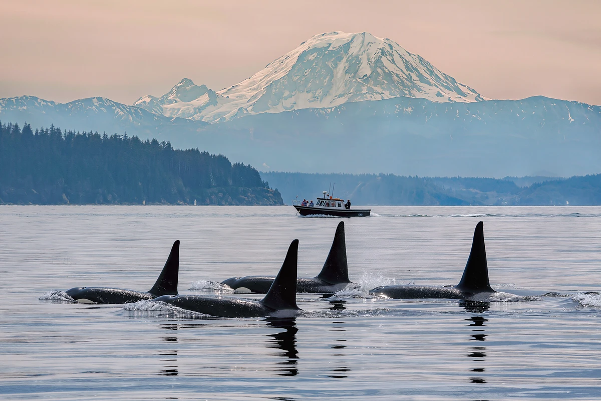 Seattle Whale and Wildlife Watching Cruise