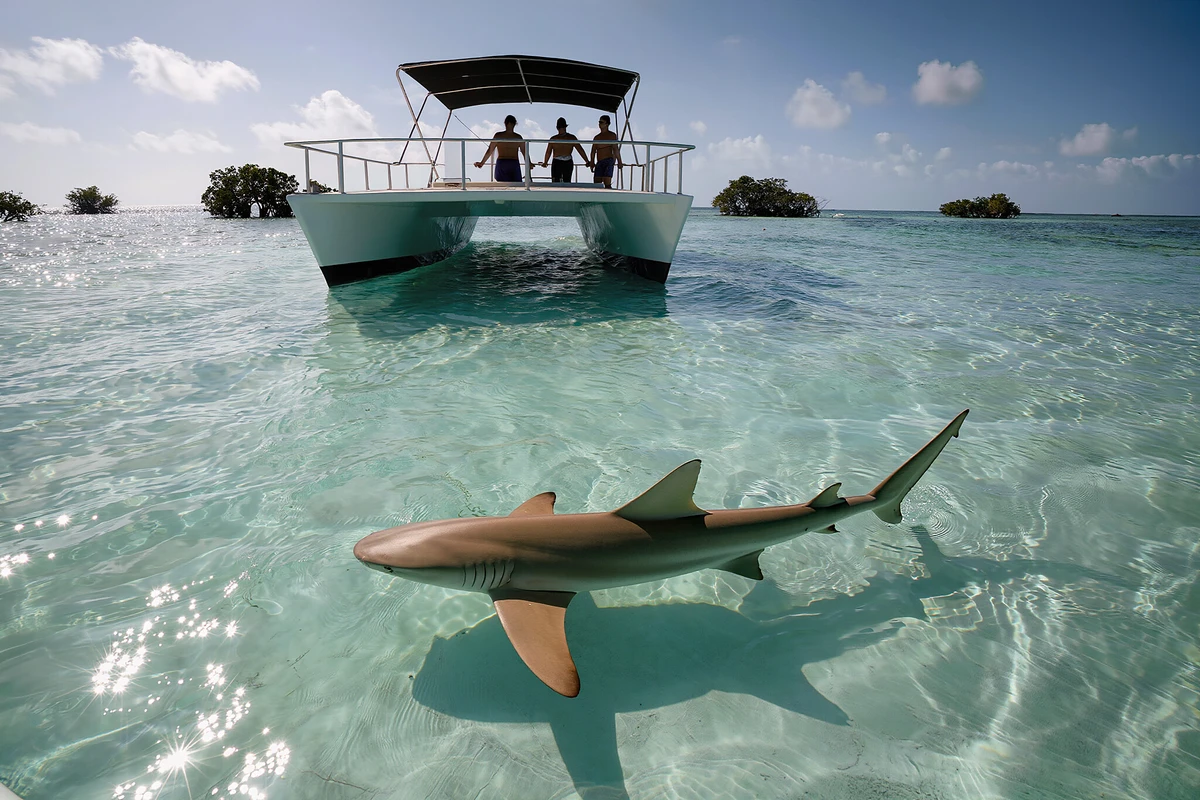 Shark and Wildlife Viewing Catamaran Tour Key West