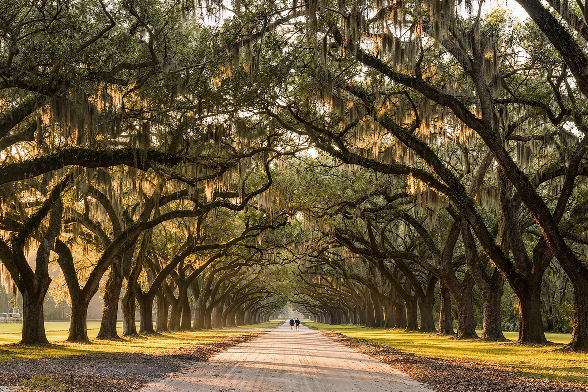 Bonaventure Cemetery and Wormsloe Historic Site Tour Savannah