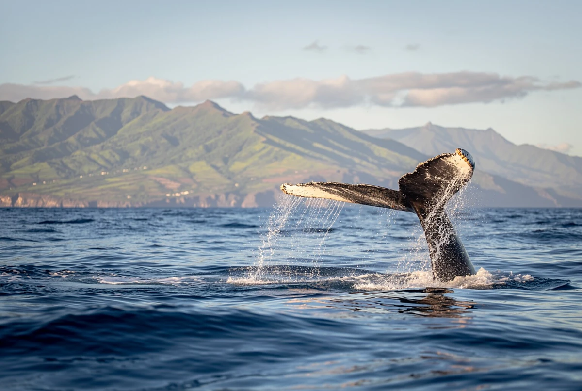 Maalaea Harbor Whale Watching Catamaran Cruise Maui
