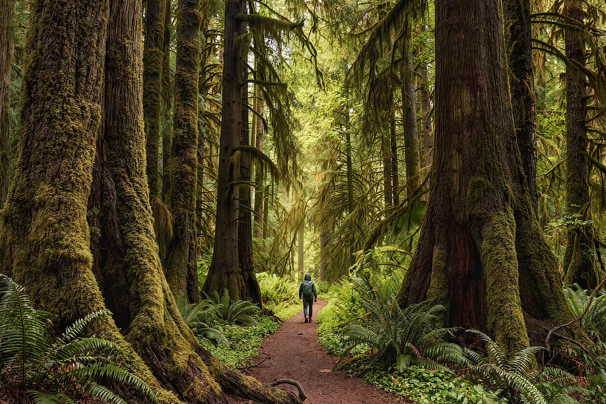 Snoqualmie Falls, Twin Falls and Ancient Forest Tour Seattle