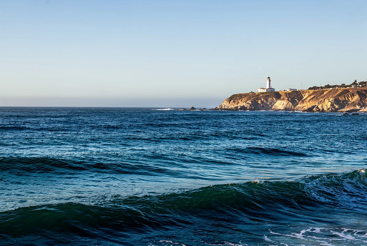 Whale Watching Cruise 3 Hours San Diego