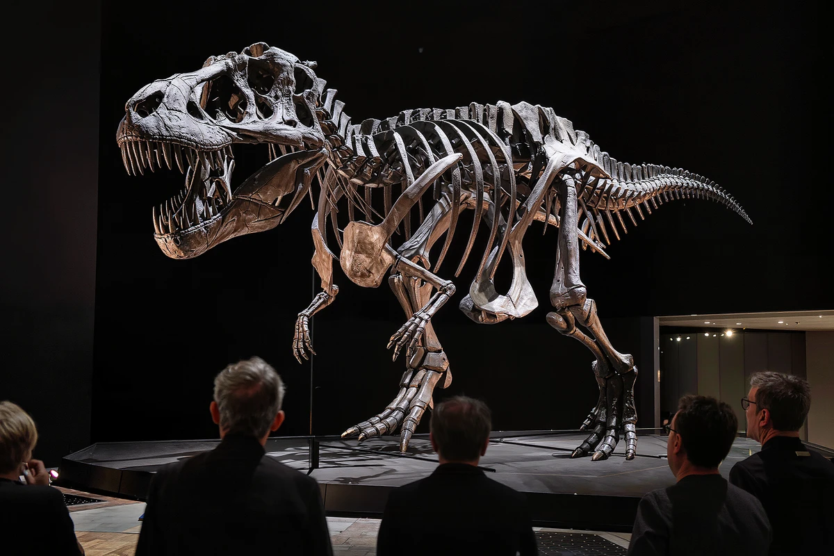 Natural History Museum Tickets with Audio Guide Berlin