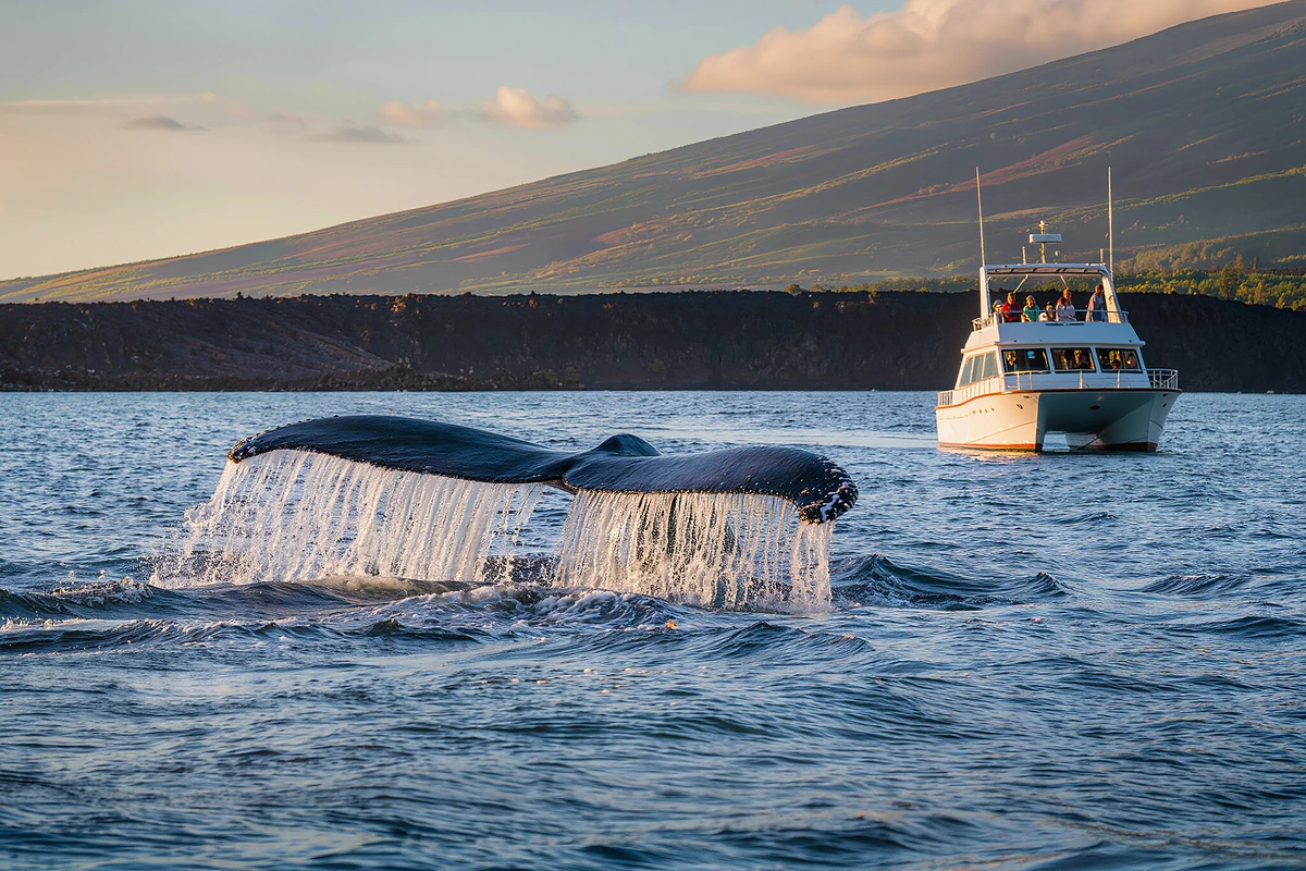 Kona Whale Watching Cruise Big Island