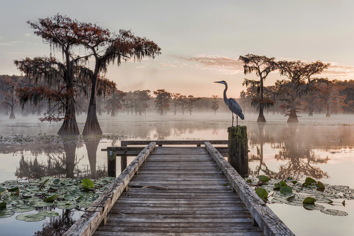 Manchac Swamp Boat Tour with Optional Hotel Pickup New Orleans