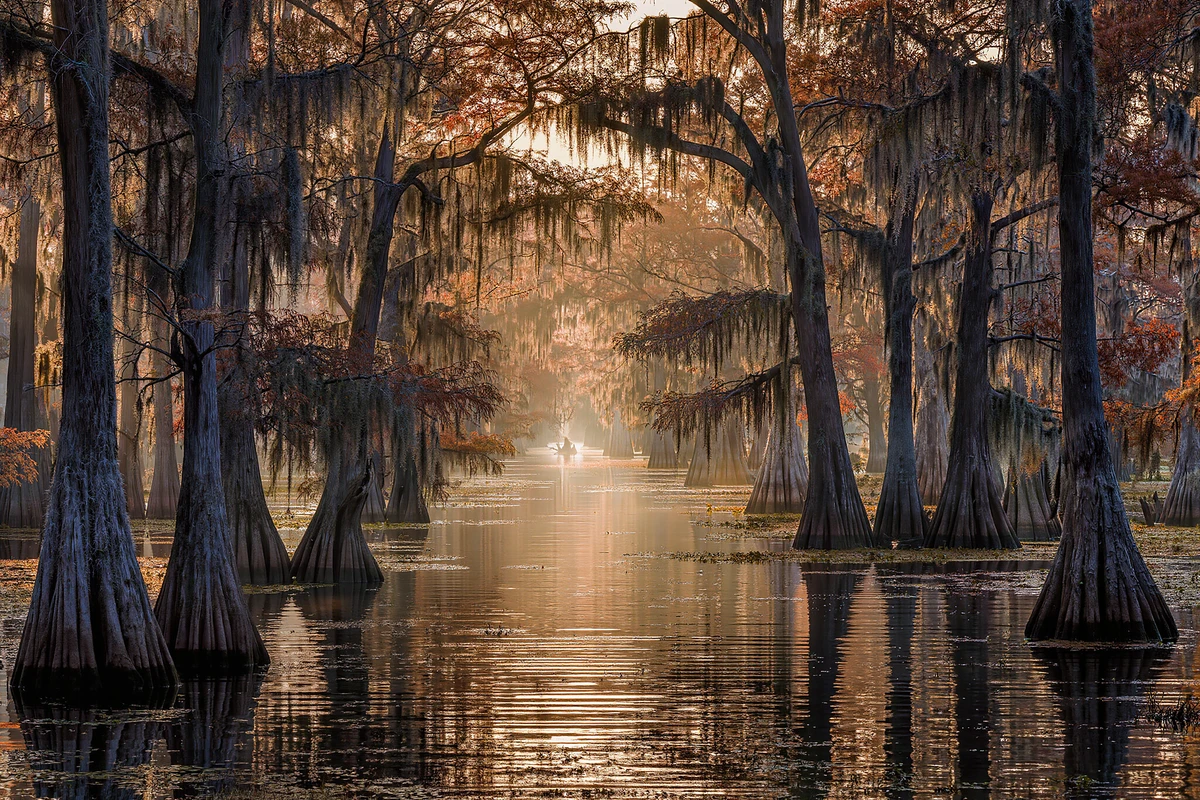 Manchac Swamp and Oak Alley Plantation Day Tour New Orleans