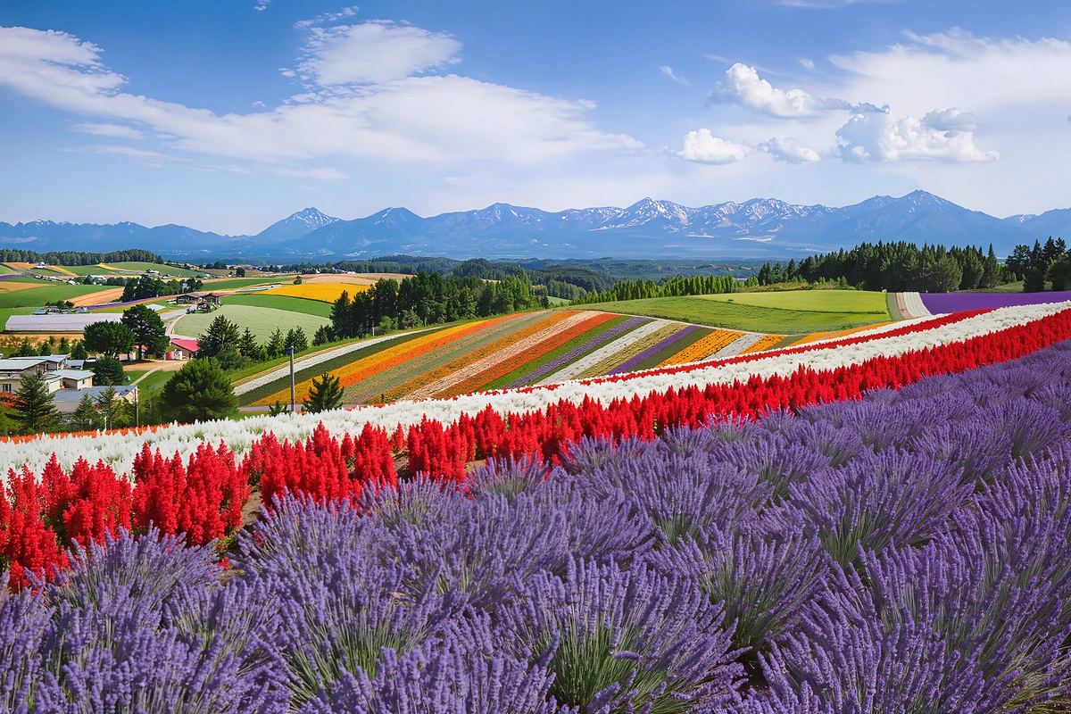 Biei & Furano Flower Fields and Blue Pond Day Tour from Sapporo