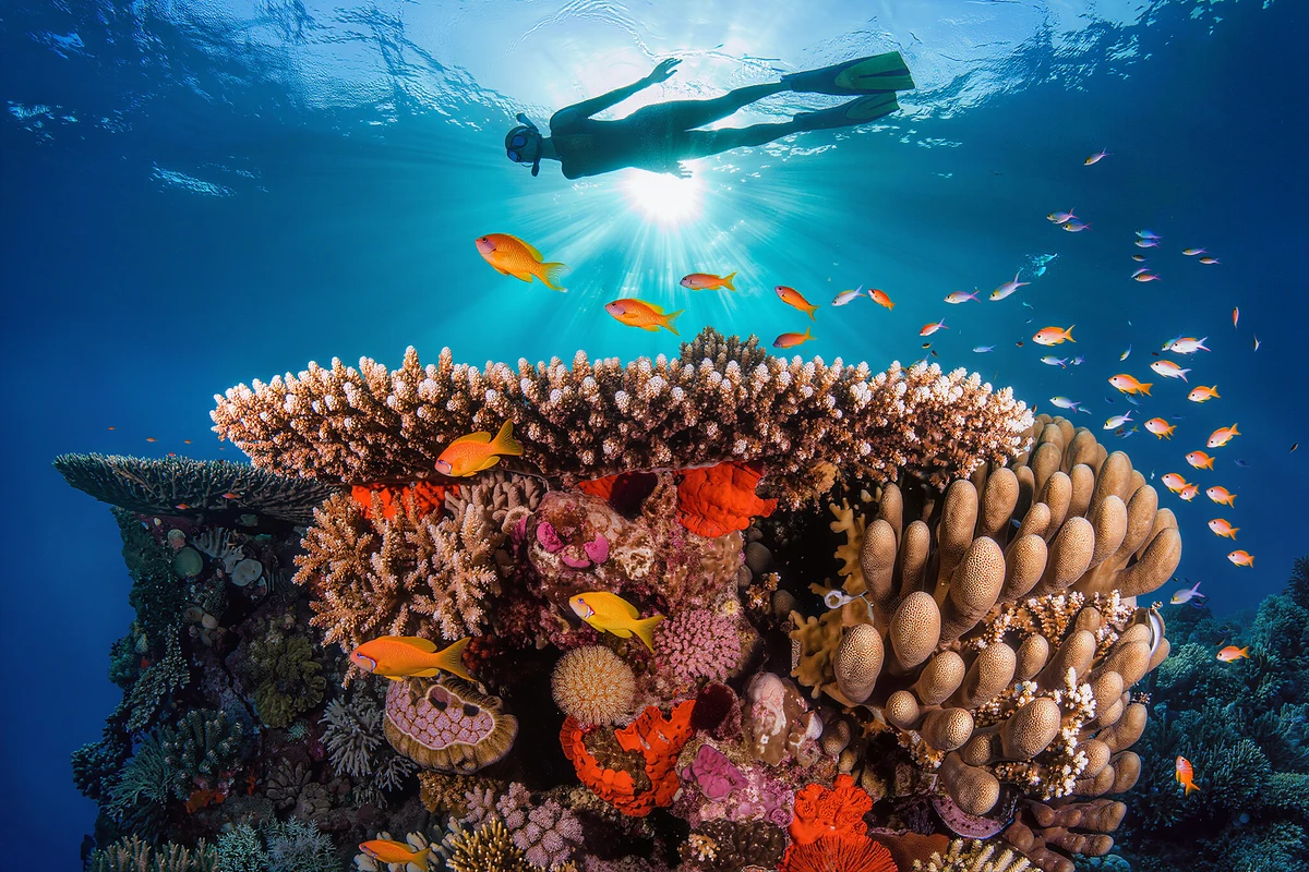 Ras Mohamed and White Island Snorkelling with Try Dive Sharm El Sheikh