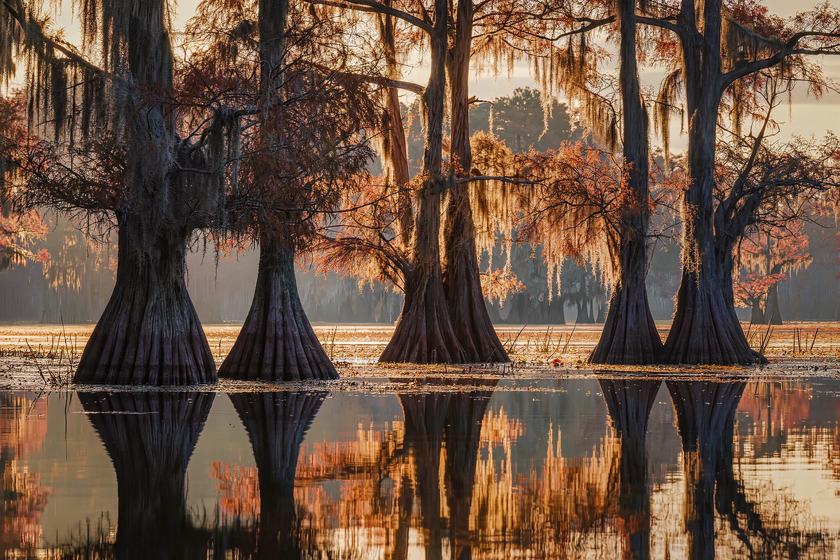 Manchac Swamp Boat Tour with Optional Hotel Pickup New Orleans