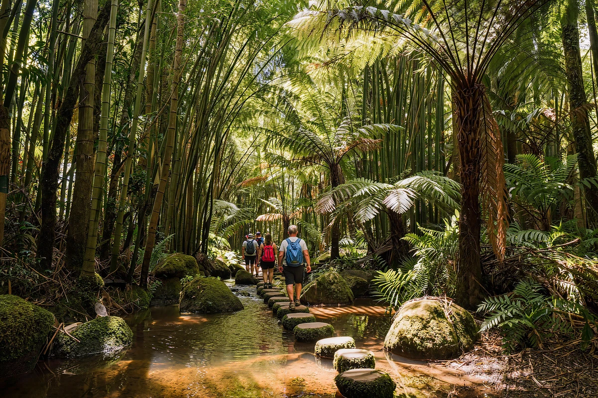 Rainforest Waterfalls Guided Hike with Picnic Lunch Maui