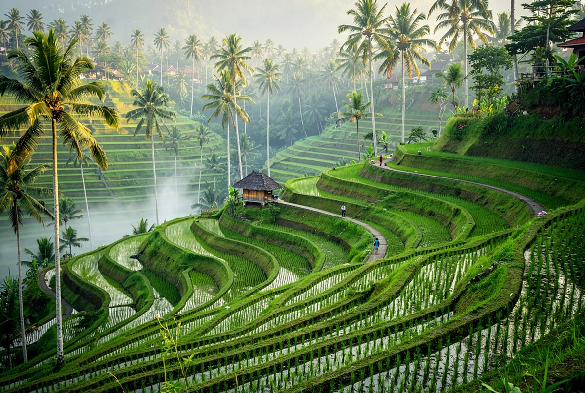 Ubud Full-Day Tour: Monkey Forest, Ceking Rice Terraces, Tegenungan Waterfall & Tirta Empul