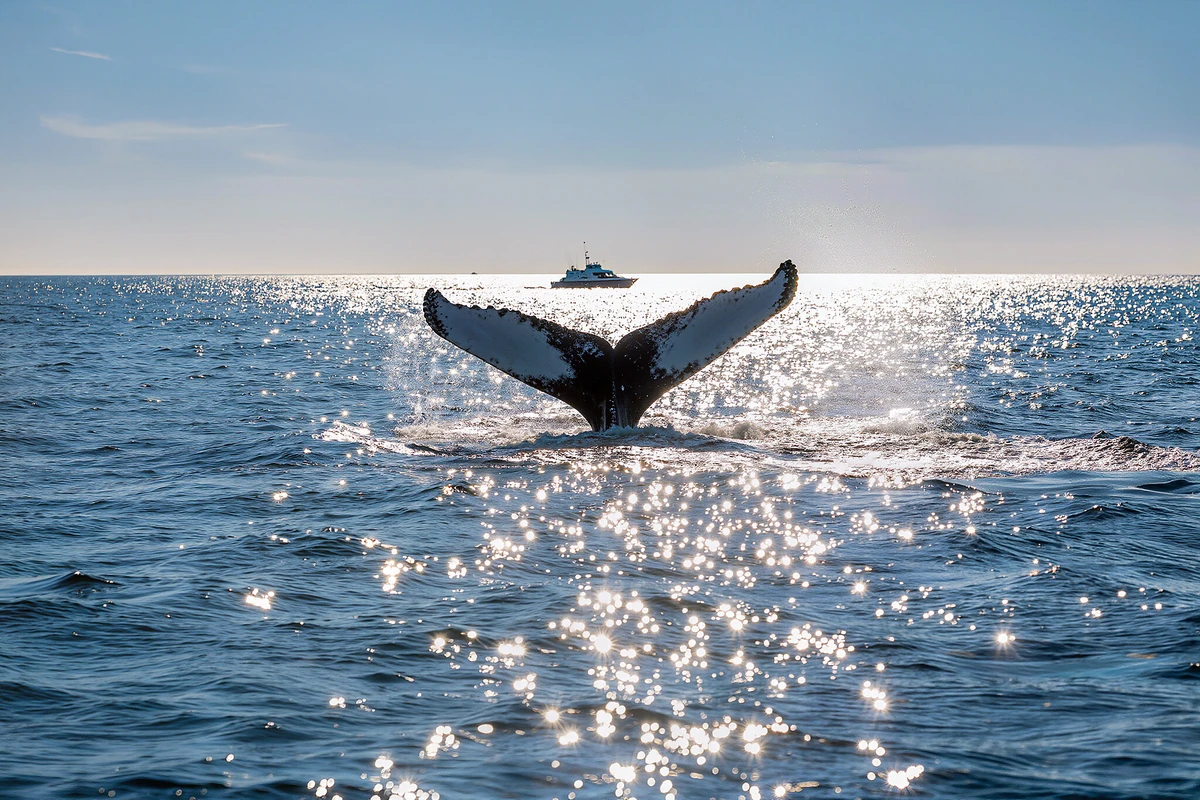 Whale Watching Catamaran Cruise Boston