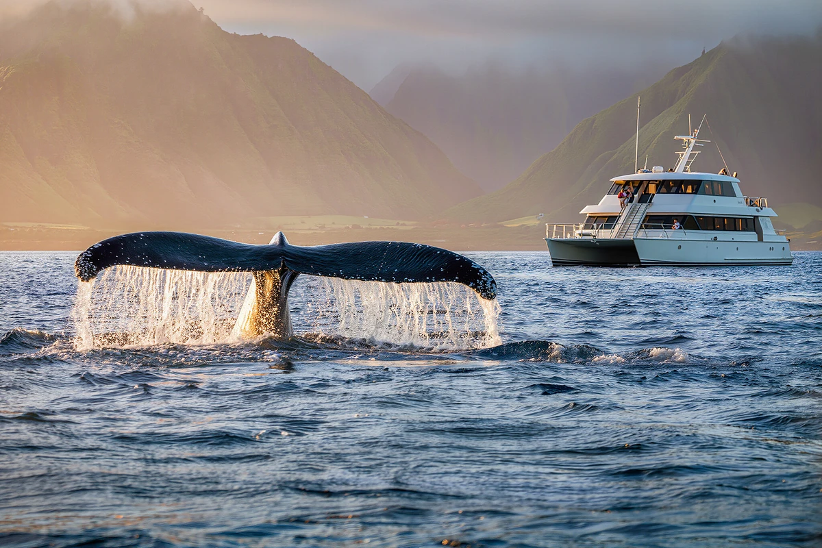 Maalaea Harbor Whale Watching Catamaran Cruise Maui