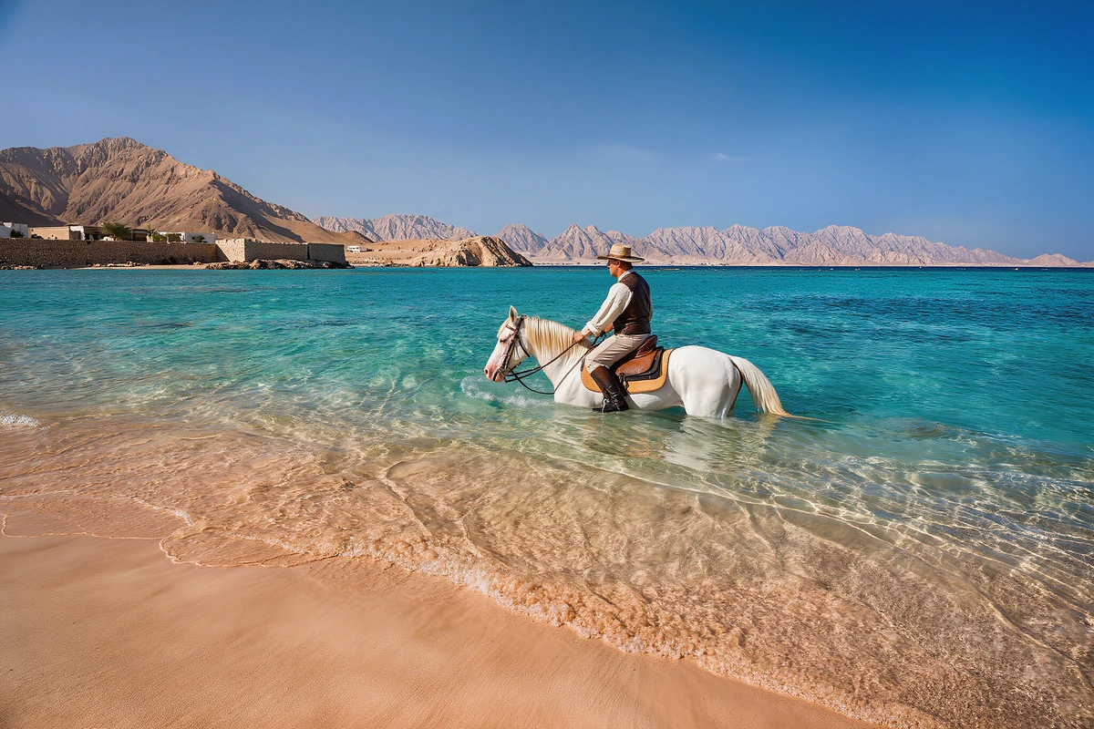 Horse Riding and Swimming with Horses in the Red Sea El Gouna