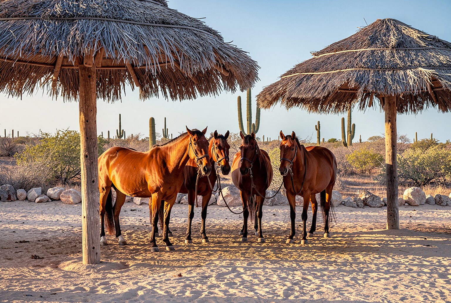 Horseback Ride Ecological Trail and Coast Aruba